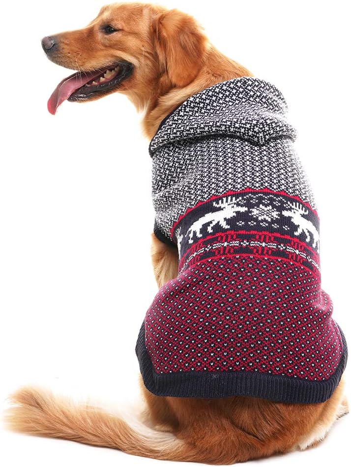 dog in sweater