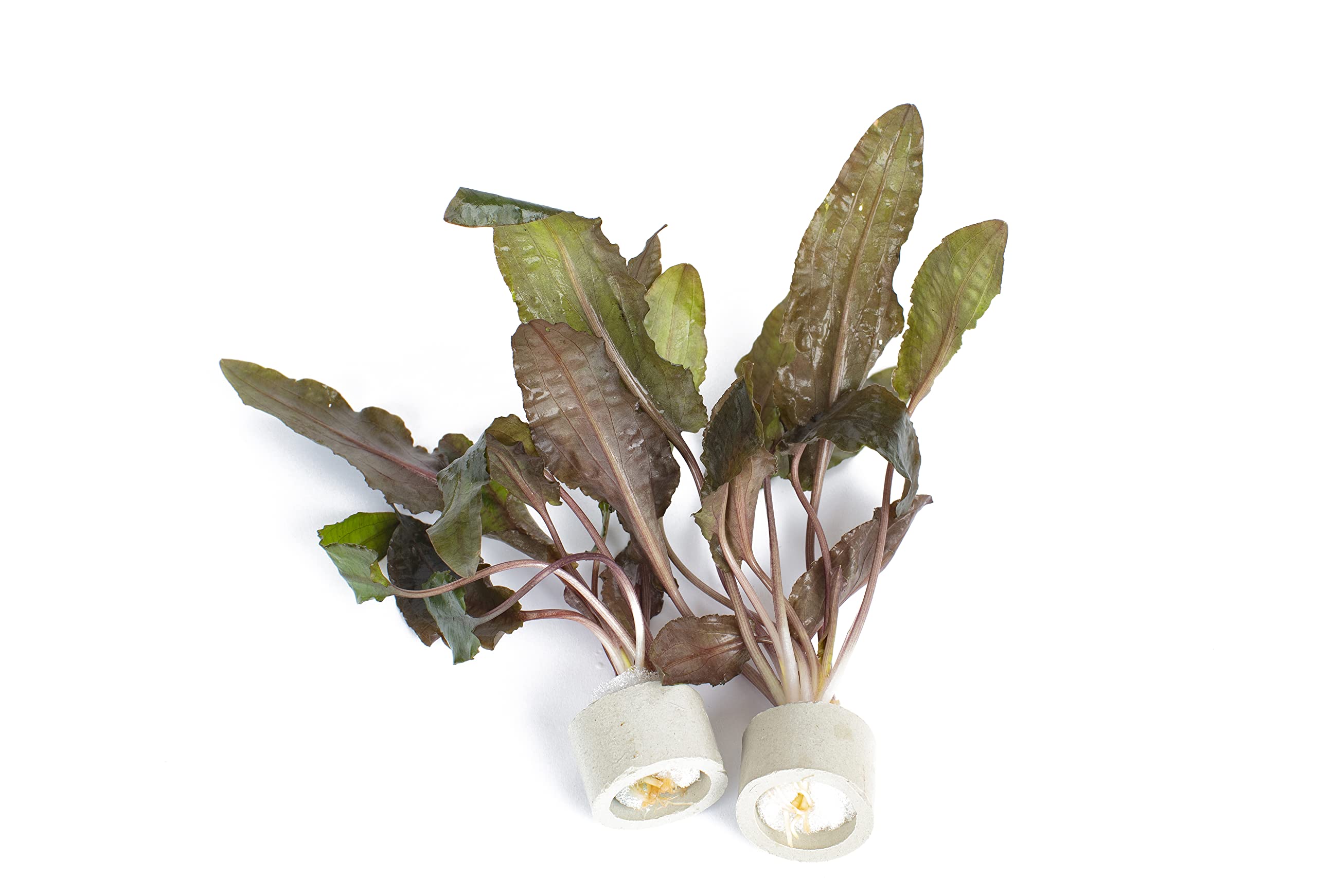 PondPlantsUK 2 x Live Plants for aquascaping, mosses, Fern, Tropical Aquatic Plants in Ceramic Weights (Cryptocoryne Beckettii)