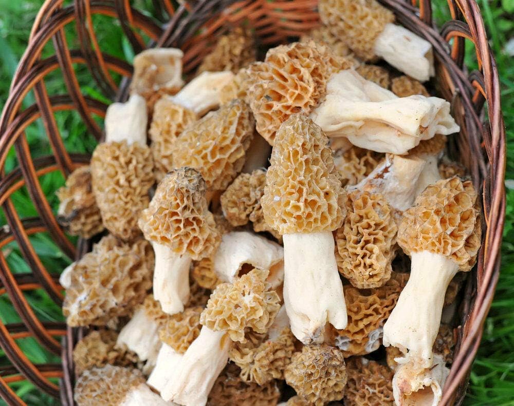 | Morel Mushrooms Spores 40 Grams in Sawdust Bag - Morchella Esculenta, True Morel Mushroom Growing Kit, Fresh Morel Mushroom Spores, Morel Mushroom Kit in 5 Gallons of Filtered