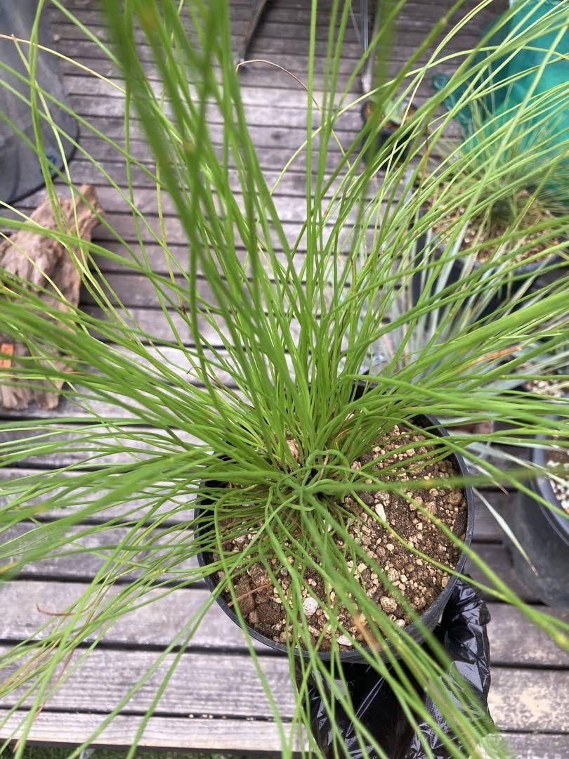 ダイオウショウ松◇南国ドライガーデン多肉サボテン　アガベ ヤシ　ユッカ　ソテツ ダイオウショウ松◇南国ドライガーデン多肉サボテン アガベ ヤシ