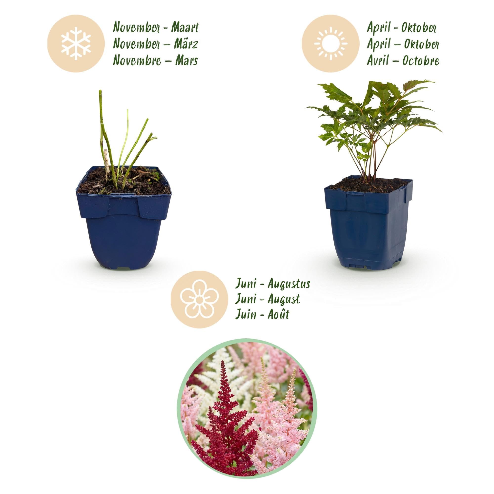Green boutiQ - Stauden - Astilbe Tricolour - Prachtspirea - Schatten - Lila - Rosa - Weiß - 12 Pflanzen - Topf 11cm - Höhe 15-25cm