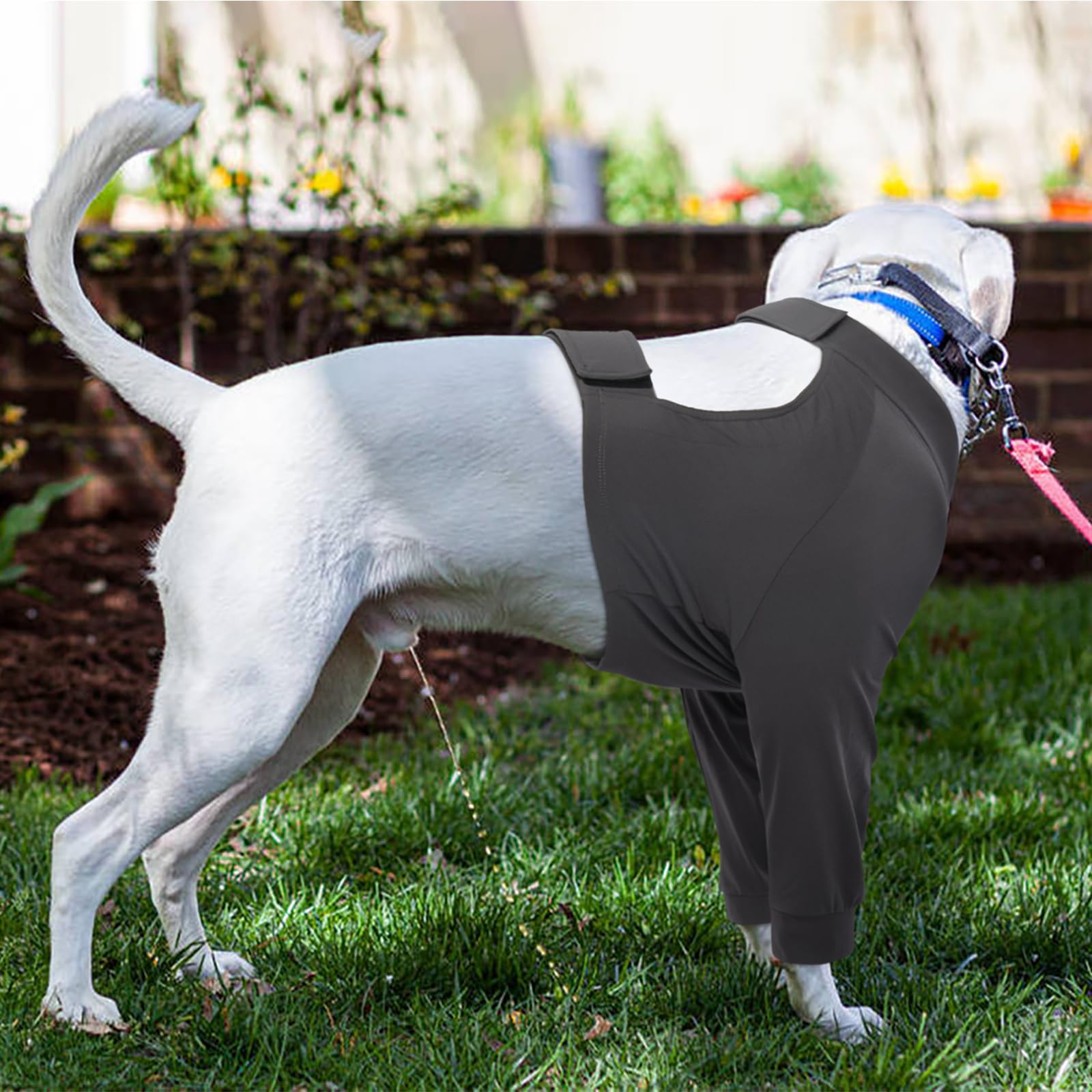 Kuoser M Dog Surgery Recovery Suit with Legs - Body medico per cani femmina, protezione per ferite a gomiti e gambe, manica anteriore per gamba post-operatoria, camicia protettiva per cani - grigio