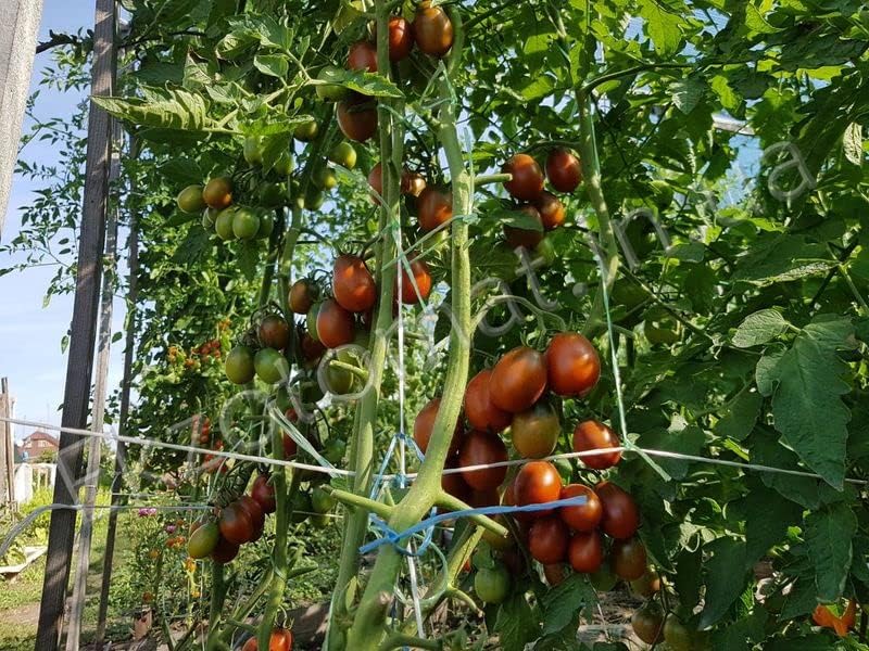 Miniatura 4 de Semillas Black De Barao Tomate Indeterminado No GMO Heirloom