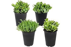 Live Jade Plants: Add Vibrance and Harmony to Your Indoor Space