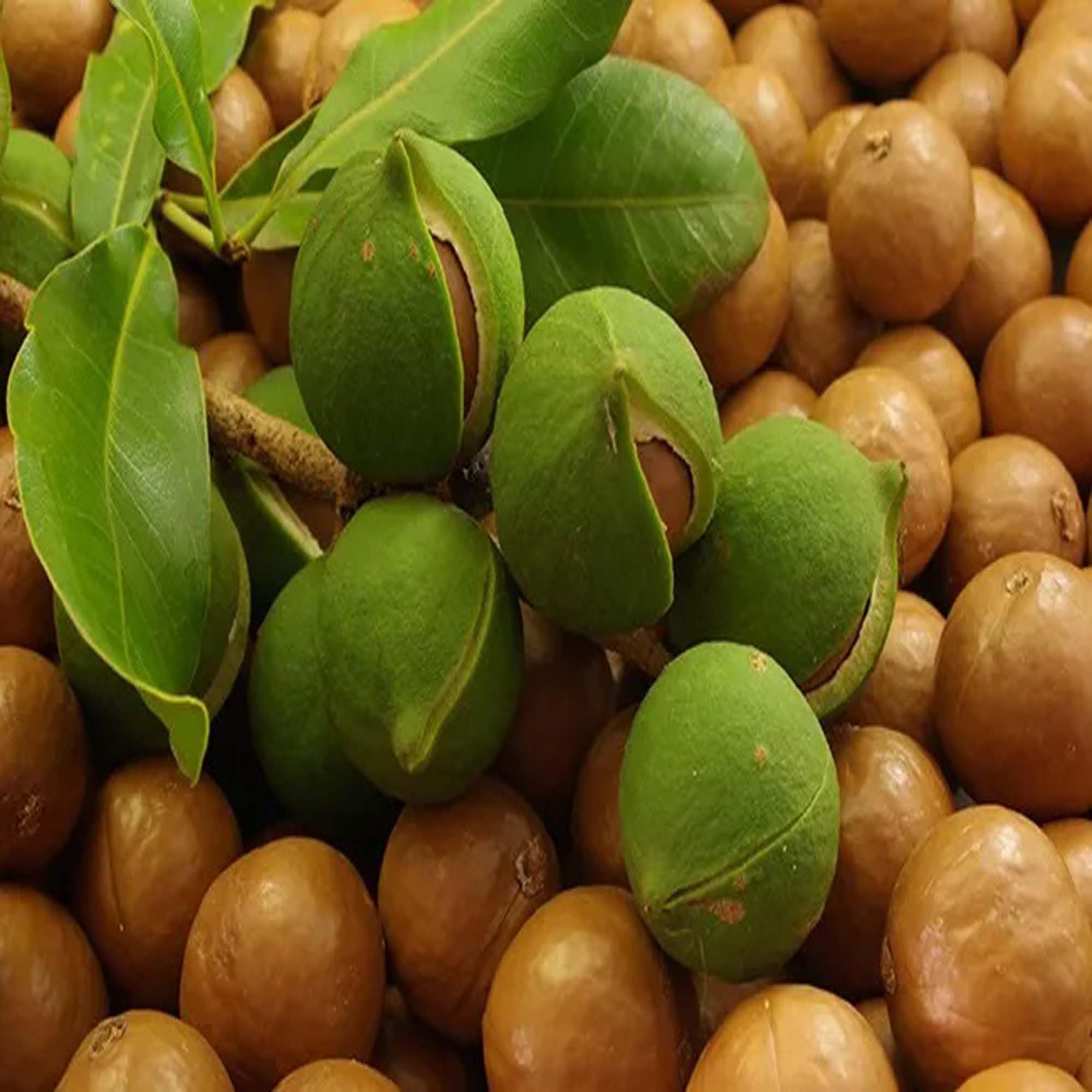 Macadamia plant live grafted || macadamia live plant || 1 live plant (B0DD1LVFDC) Amazon Price History, Amazon Price Tracker