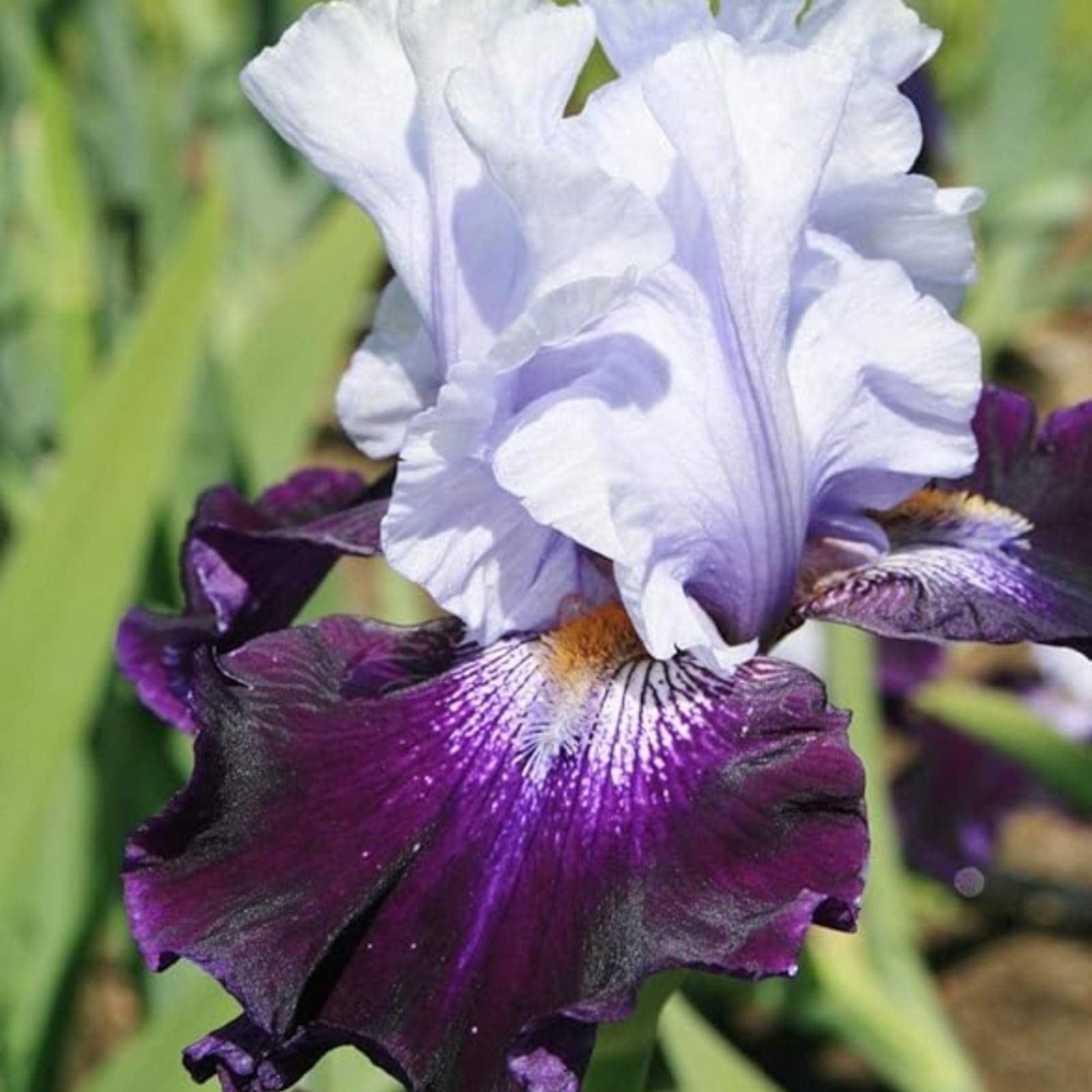 Iris Bulbs for Planting Now UK,Wedding Flowers,Plant Bulbs,Cut Flowers,Hardy Perennial,Garden Flowers,Iris Bulbs,Strong Plants That Grow Well-15Bulbs-D