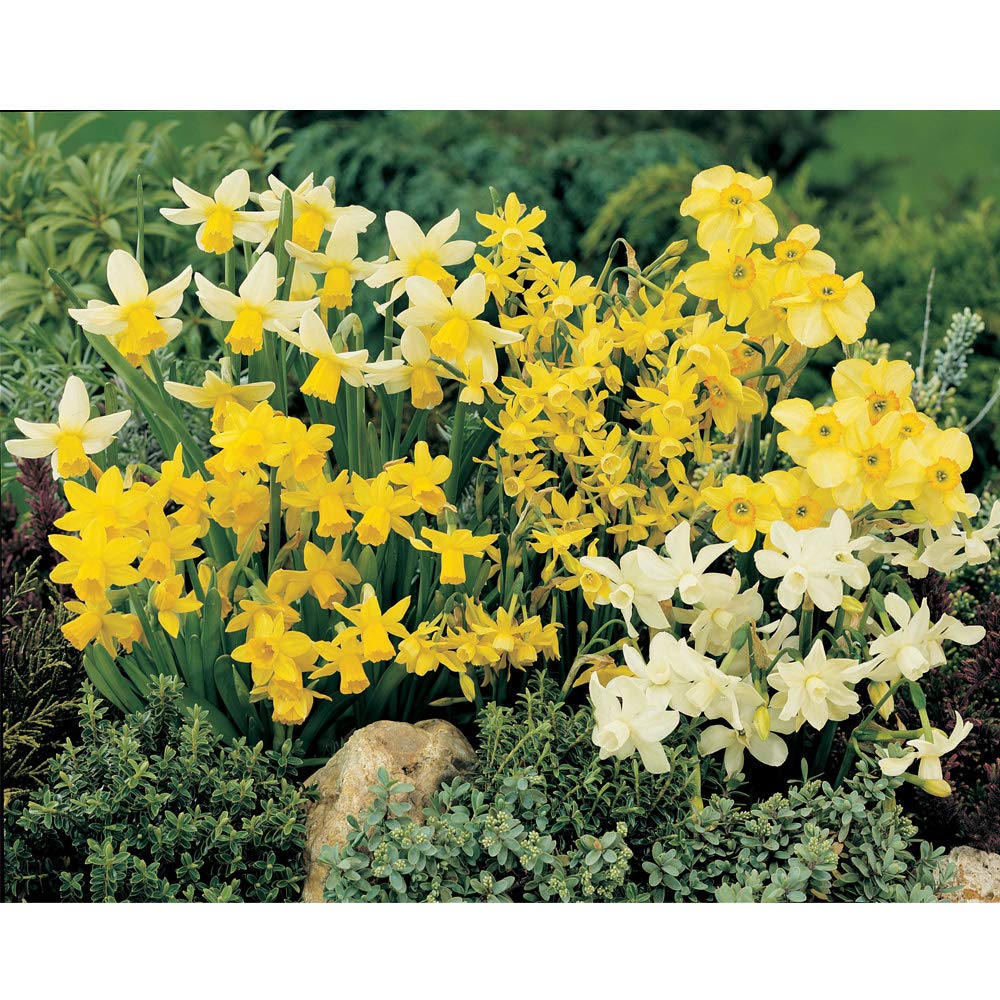 Narcissus 'Miniature Mixed' Daffodil Bulbs – Hardy Compact Varieties with Bright Yellow Blooms – Ideal for Borders, Containers & Naturalizing – 20 Bulb Pack by Thompson and Morgan