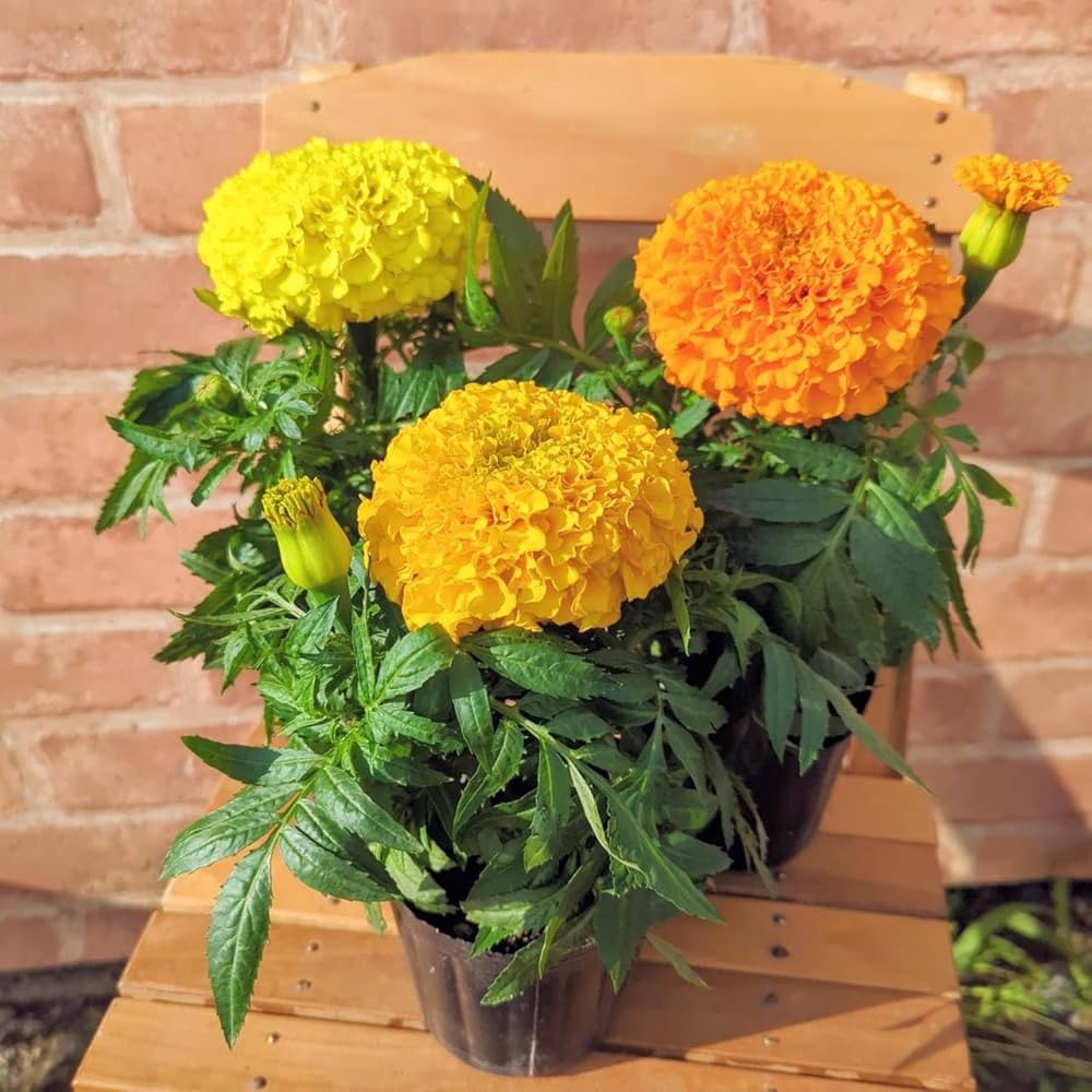 ✨マリーゴールド ✨ 布の花 小さいマリーゴールド 黄色 アートフラワー hana-sa-i-ta