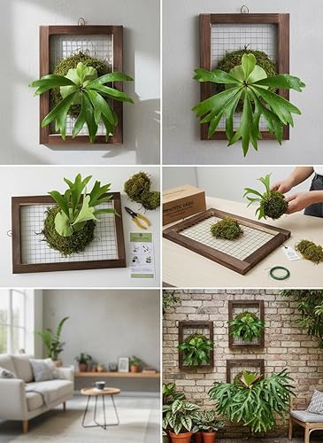 Miniatura 5 de Kit de montaje de helecho de cuerno de ciervo, maceta de madera para colgar en la pared para orquídeas y jardín vertical, tablero de soporte para