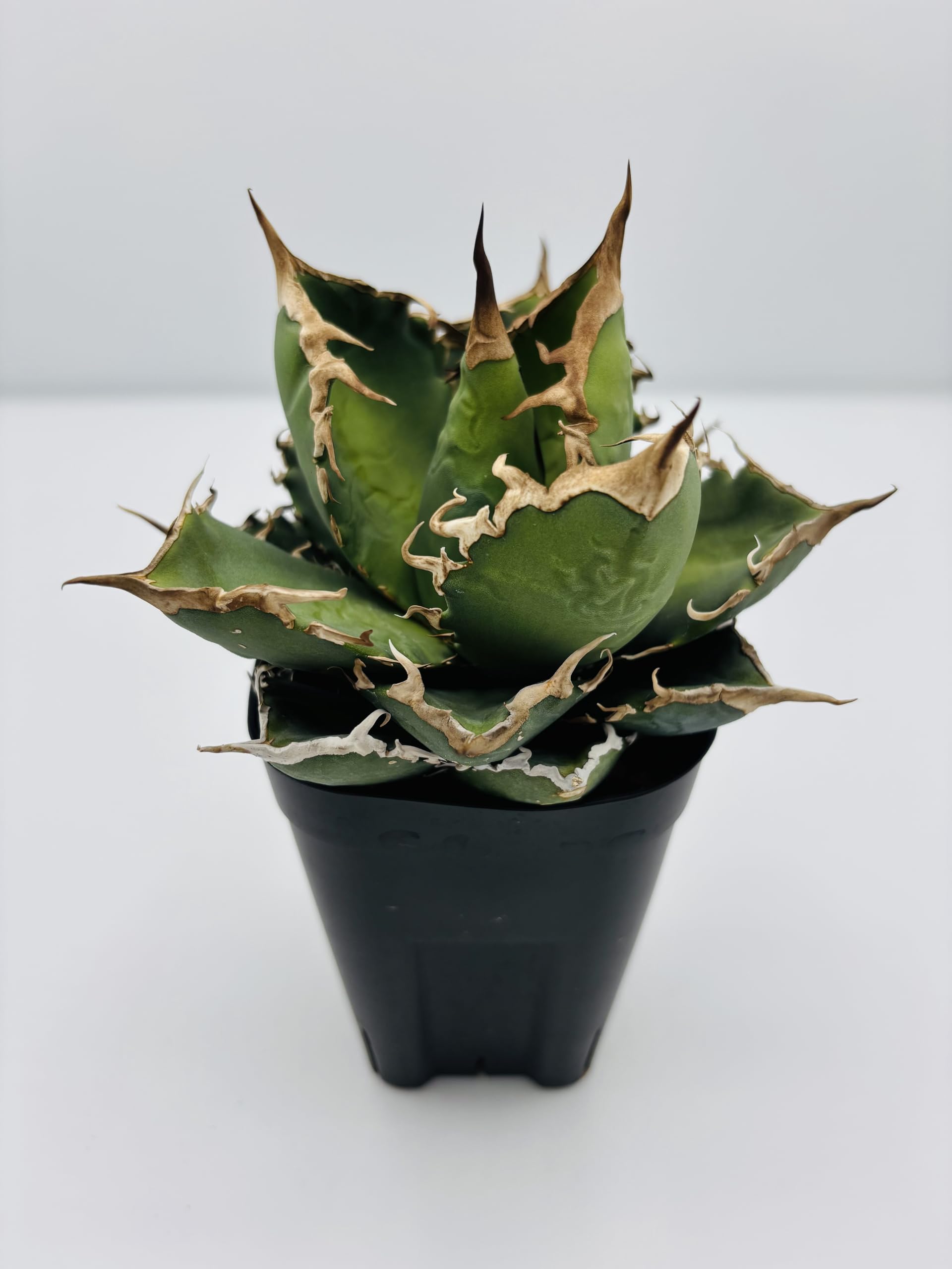 アガベ　チタノタ　黒犀牛 Amazon｜アガベ チタノタ 黒犀牛/Agave titanota 'Black Rhino/観葉