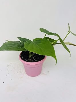 Heart Leaf Philodendron - Easiest House Plant to Grow - 4.5" Unique Design Pot From Jm Bamboo