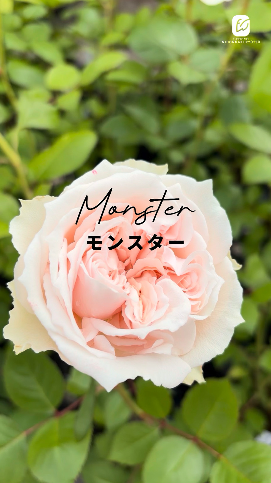 Amazon.co.jp: 予約 バラ苗 バラ新苗 MONSTER 契約品種 薔薇 ばら 国産