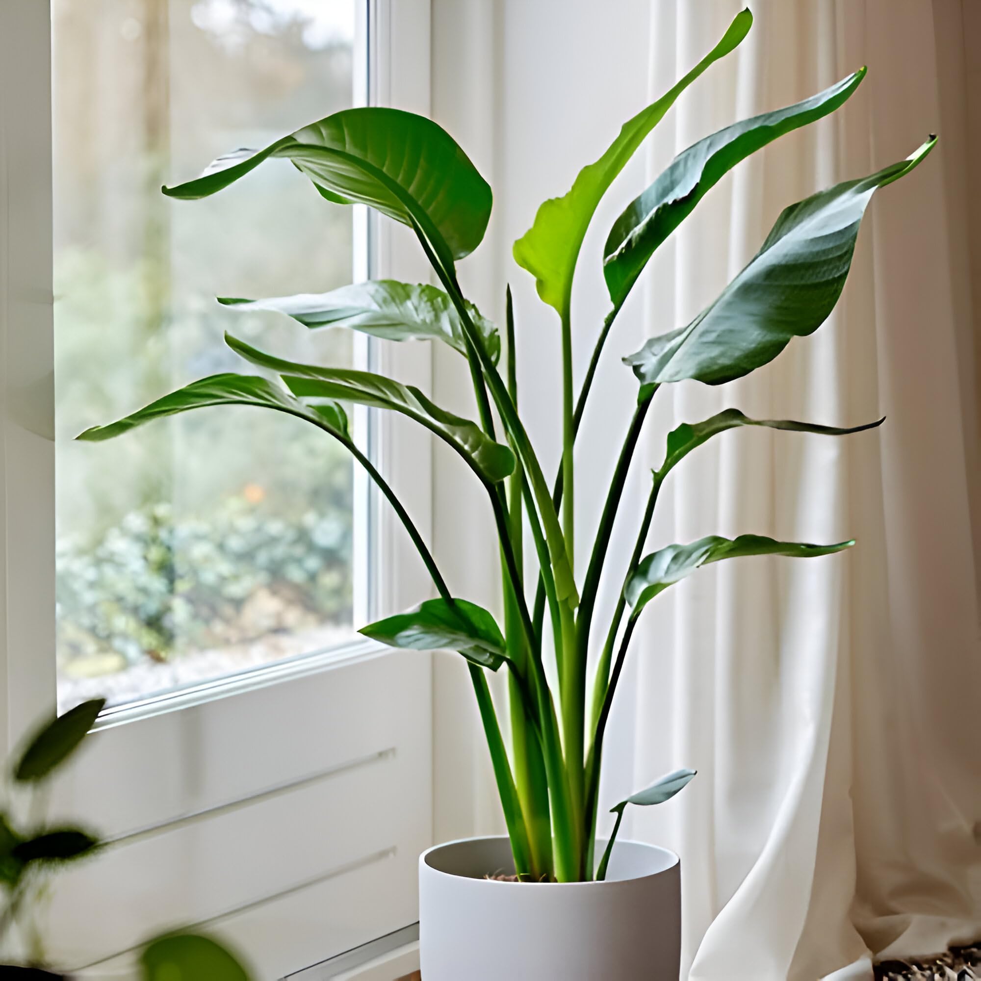 Plant Theory 80cm Wild Banana Giant Bird of Paradise Indoor Houseplant Strelitzia Nicolai 19cm Pot