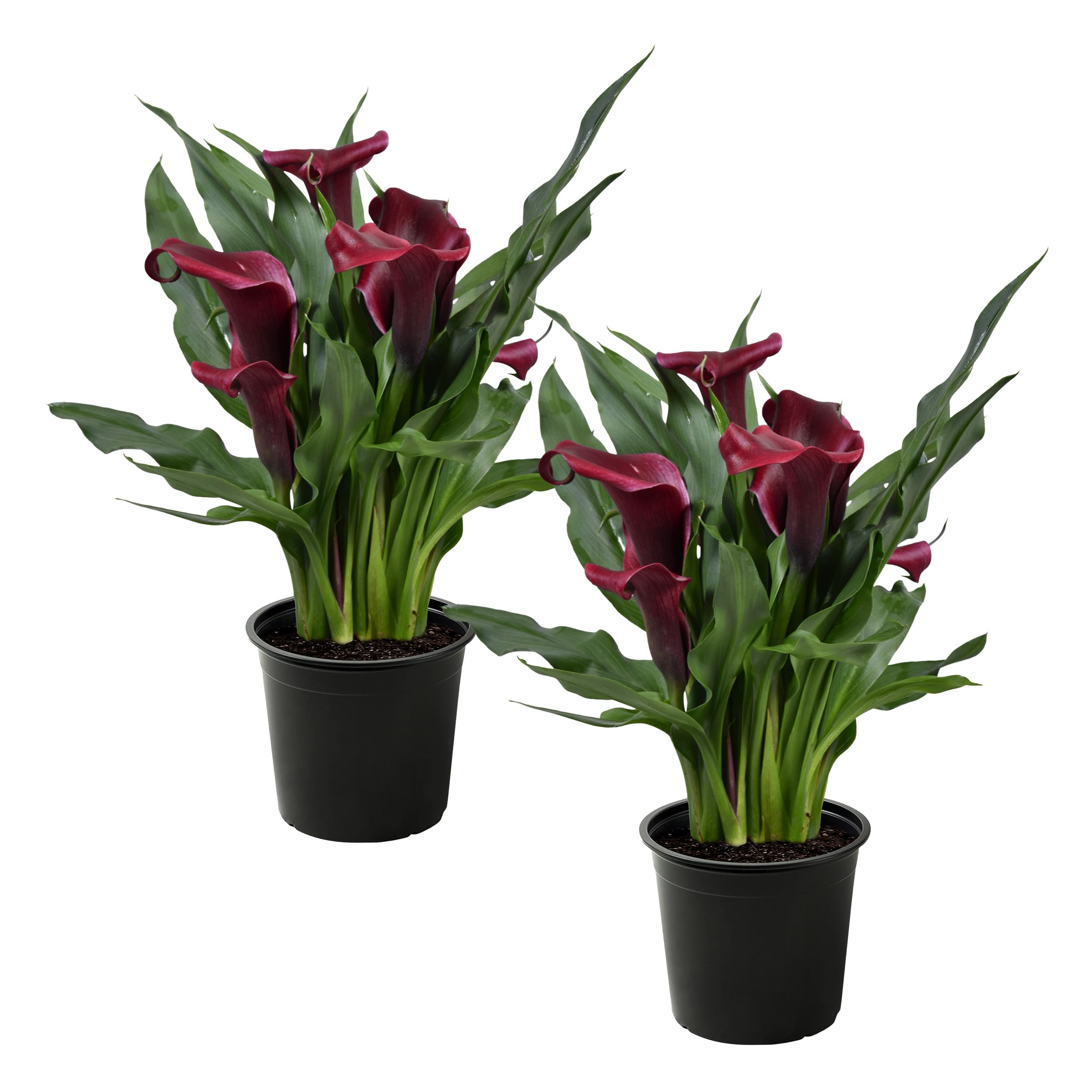 Live Flowering Calla Lily (2 Plants Per Pack) - Red