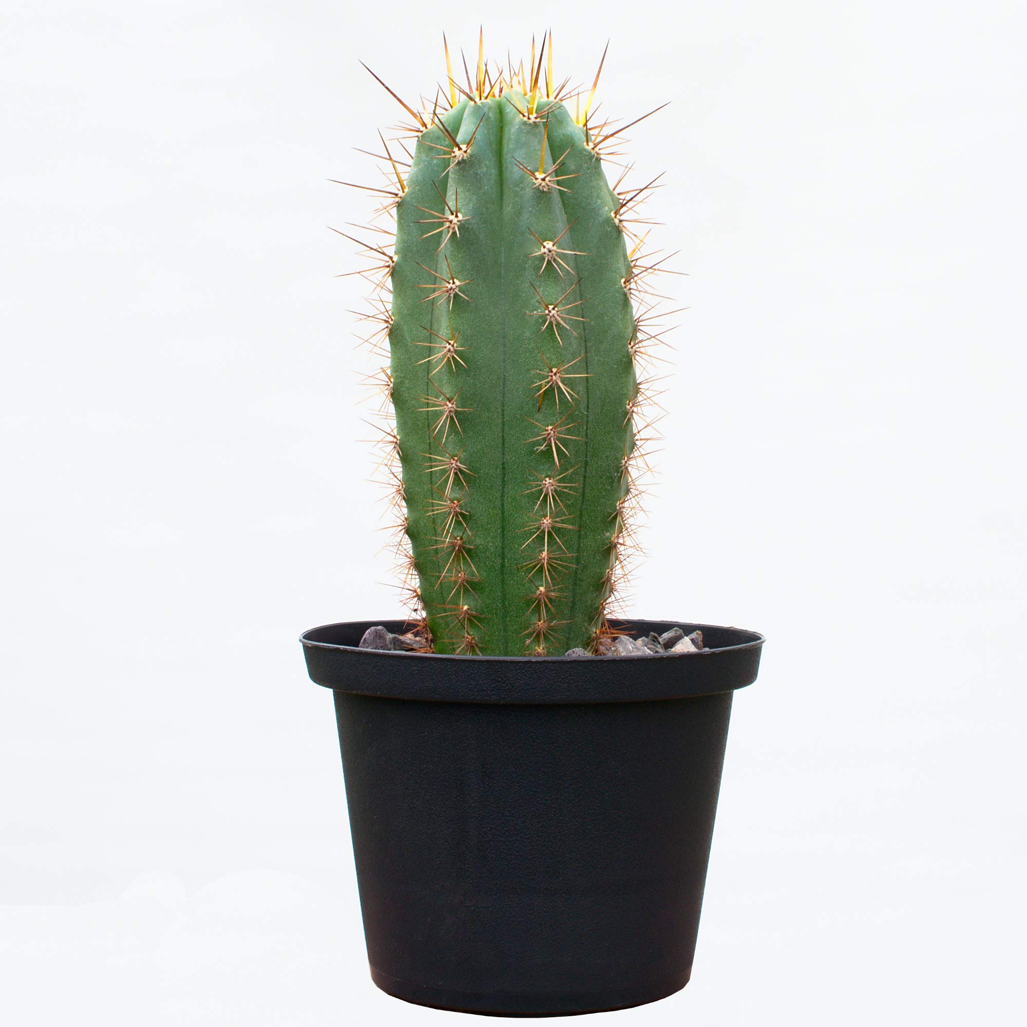 Trichocereus pachanoi (San Pedro, 8 cm)