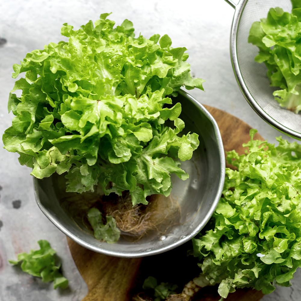 Lettuce Grand Rapids Seeds – Crisp, Tender, Ruffled Leaves – Early, Reliable & Productive Variety – Perfect for Salads – Easy to Grow