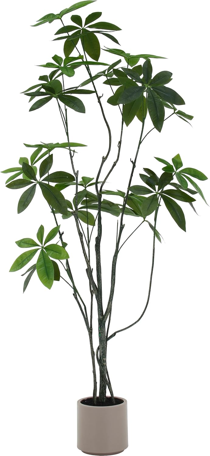 実付15ジャボチカバ四季咲サバラ耐寒性 実付15ジャボチカバ四季咲