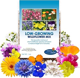 Low Growing Wildflower Seeds Mix - 1oz, 6-12 Inches Short Flowers – No...