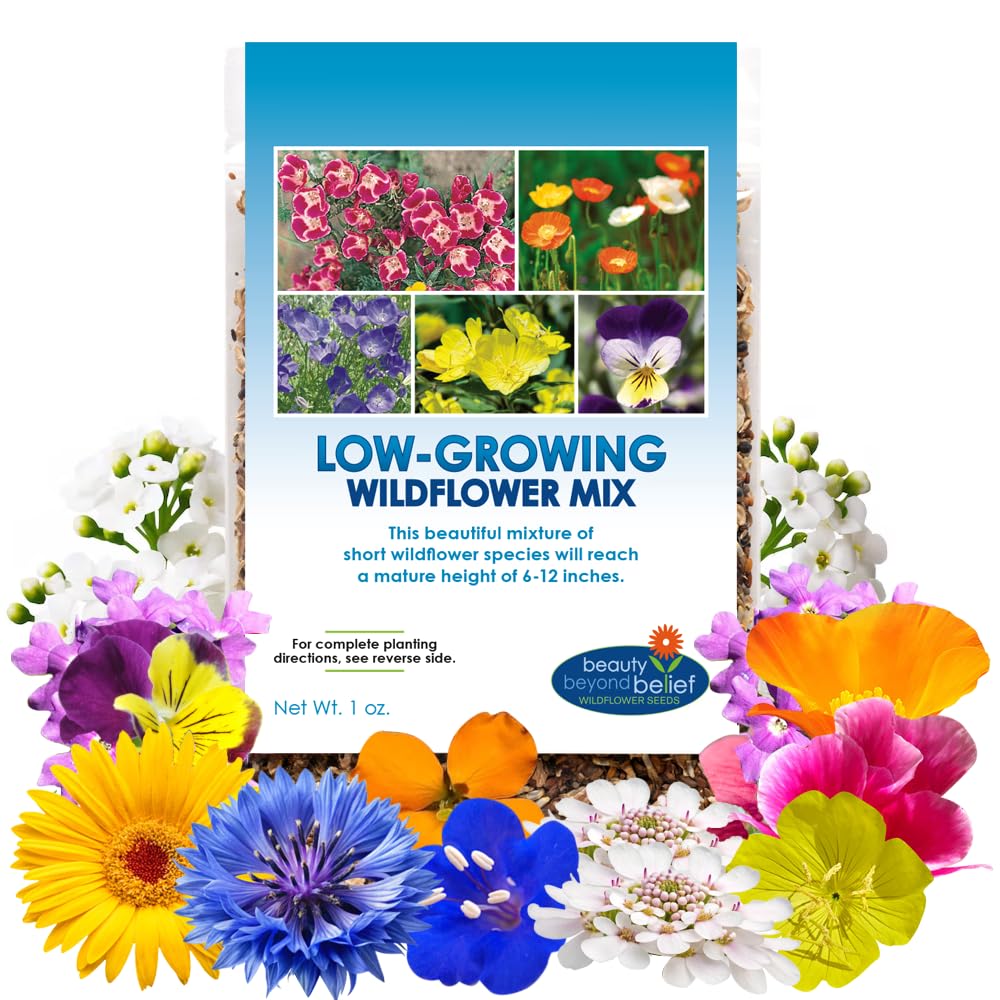 Amazon.com : Low Growing Wildflower Seeds Mix - 1oz, 6-12 Inches
