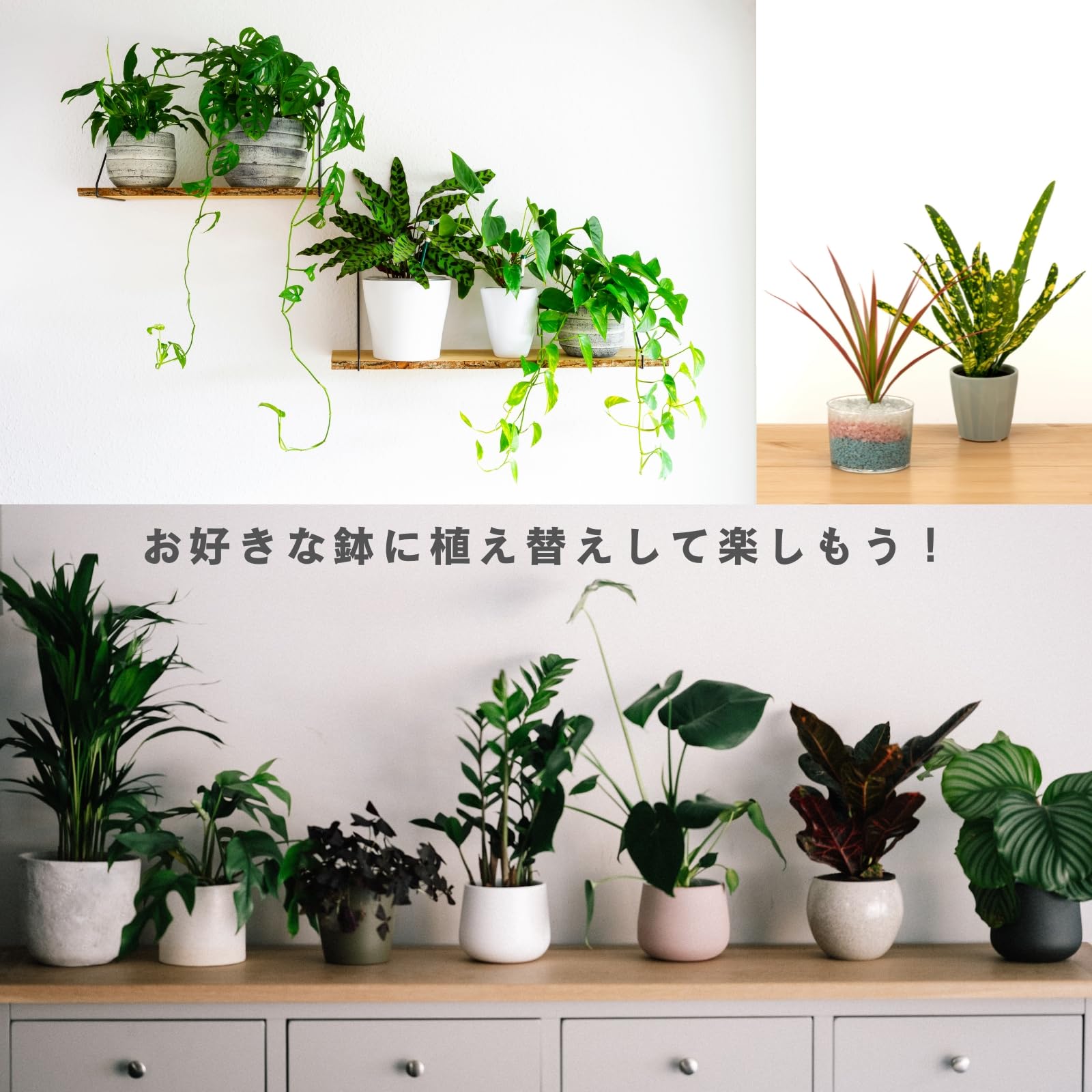 Amazon｜【おまかせ20点セット】観葉植物 3号~3.5号 ポット 本物 室内