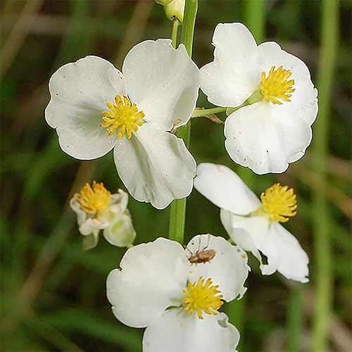 Miniatura 2 de QAUZUY GARDEN 500 semillas de punta de flecha de hoja ancha (Sagittaria Latifolia) Patata india, semilla Katniss  Llama la llamativa flor de jardín