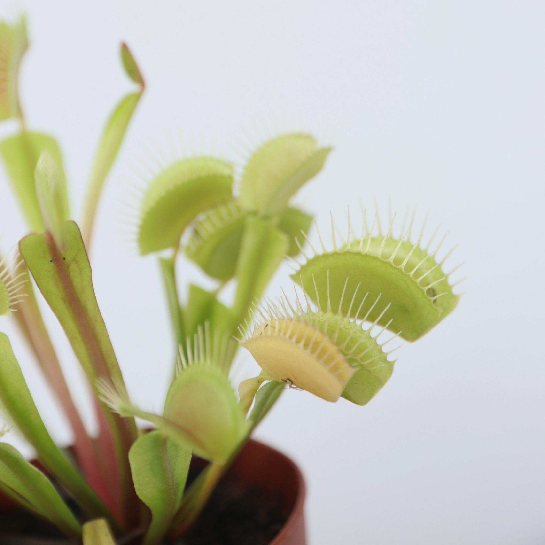 Dionaea Muscipula Venusfliegenfalle Set von 3 Fleischfressende Pflanze Topf 5,5 cm Höhe 5-10 cm