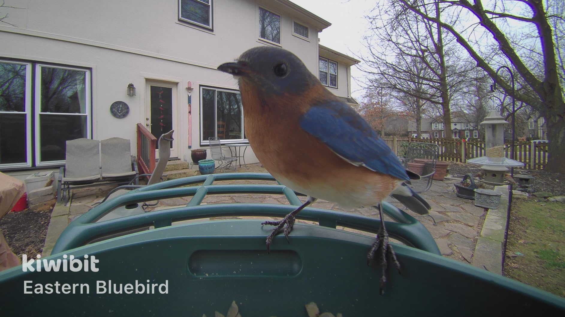 Smart Bird Feeder with 4K AI Camera Solar Powered, 8MP Photos photo review