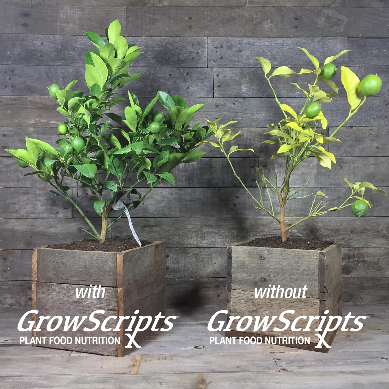 Soluble Citrus Feed & Fertiliser For Lemon, Orange & Lime Trees