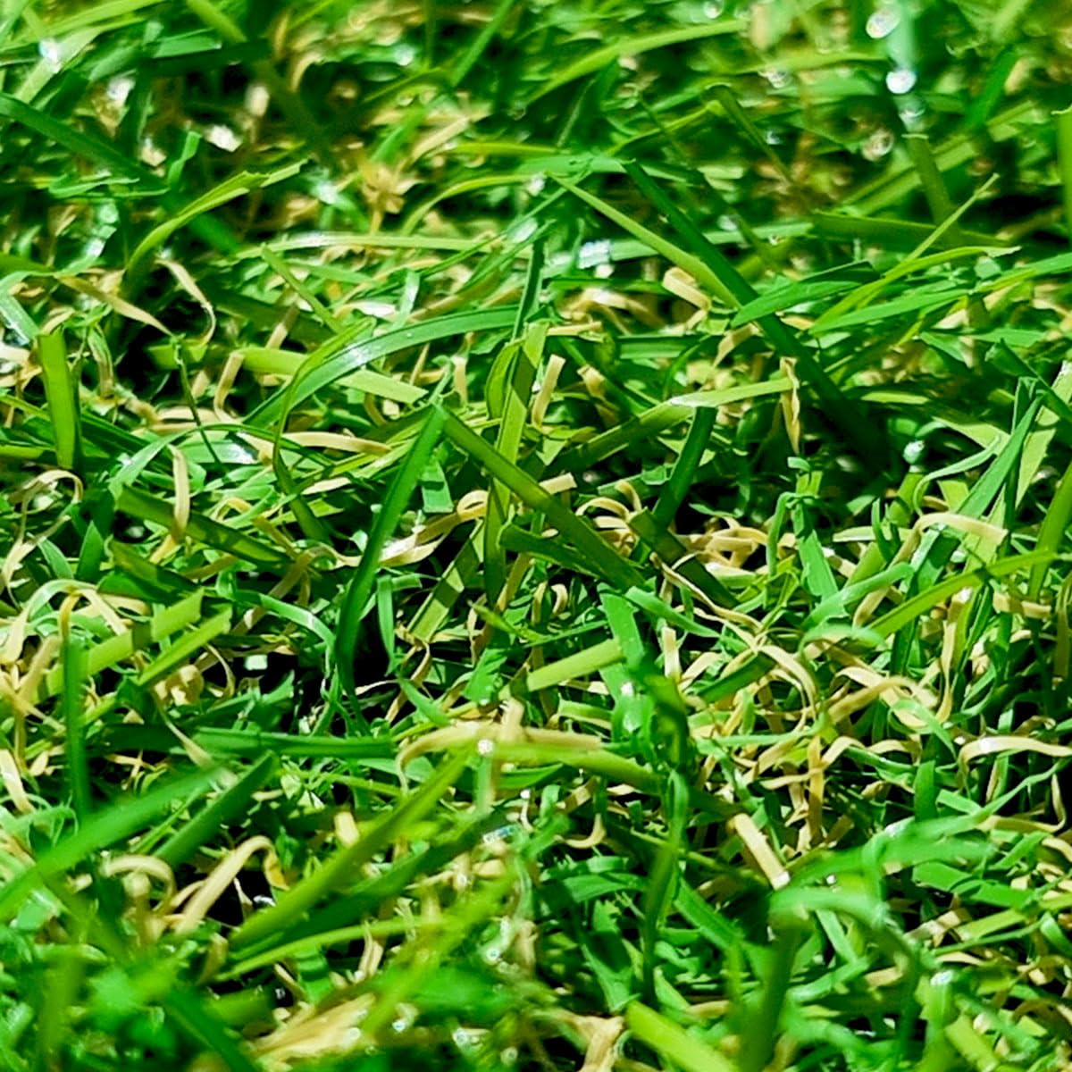 Gazon Synthétique 22mm : 2m de large x 5m de long soit 10M²