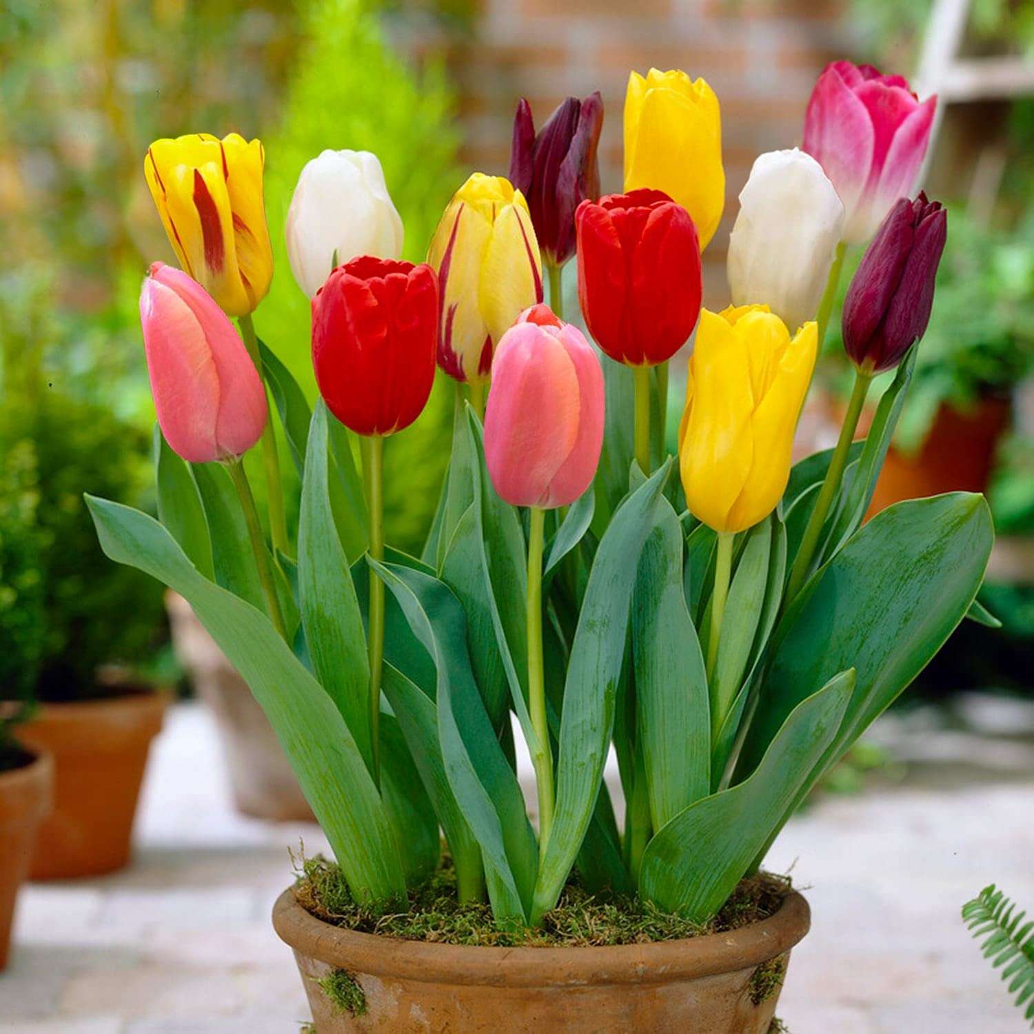 Tulip Flower Bulbs, Pack of 4 (Multicolour), Double Petal Winter Variety By ANGIOOUTLETS-image-24