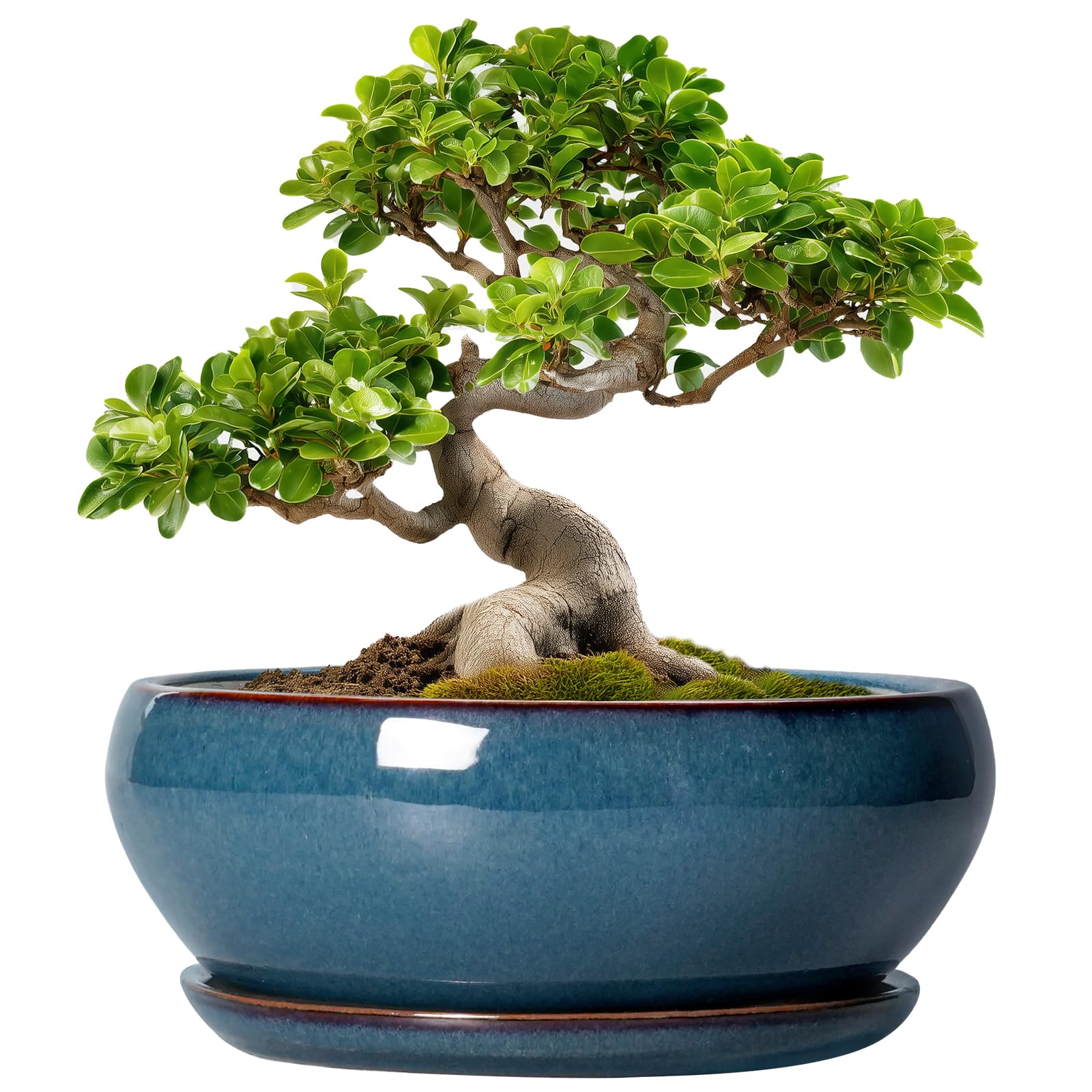 SQOWL 10 Inch Bonsai Pot