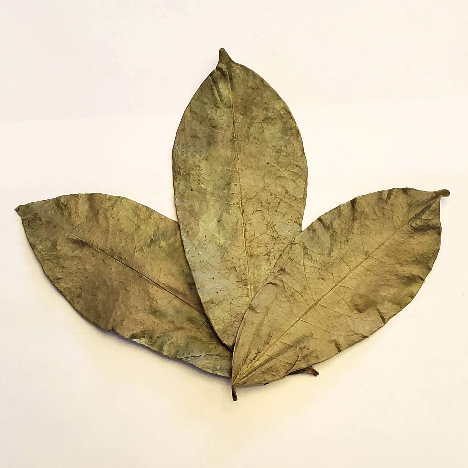 Soursop Leaves Hojas De Guanabana 1 oz x 3 Pack of Graviola Leaves for Tea - A Natural Caffeine - Free Bioavailable Superfood Rich in Powerful Antioxidants - in Zip Pouch