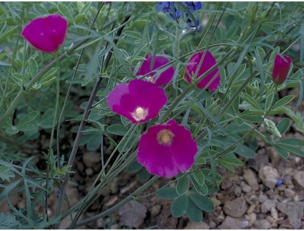 Wine Cup Flower Seeds (80 Seed Pack) Patio, Lawn & Garden