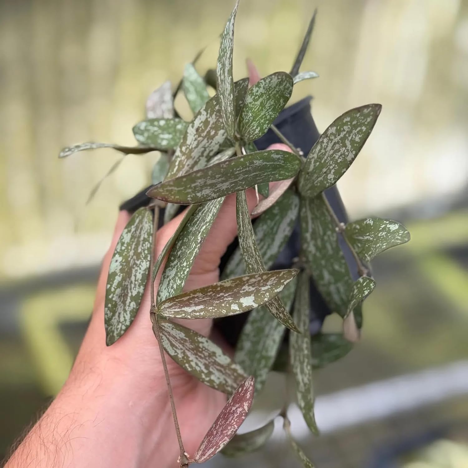 Hoya Sigillatis Live Plant | Long Hoya Starter Plants | House Plants Live for Beginner | Hoya Cuttings Rare Plant Gifts | Fully Rooted Hoyas(Heat Pack Included)