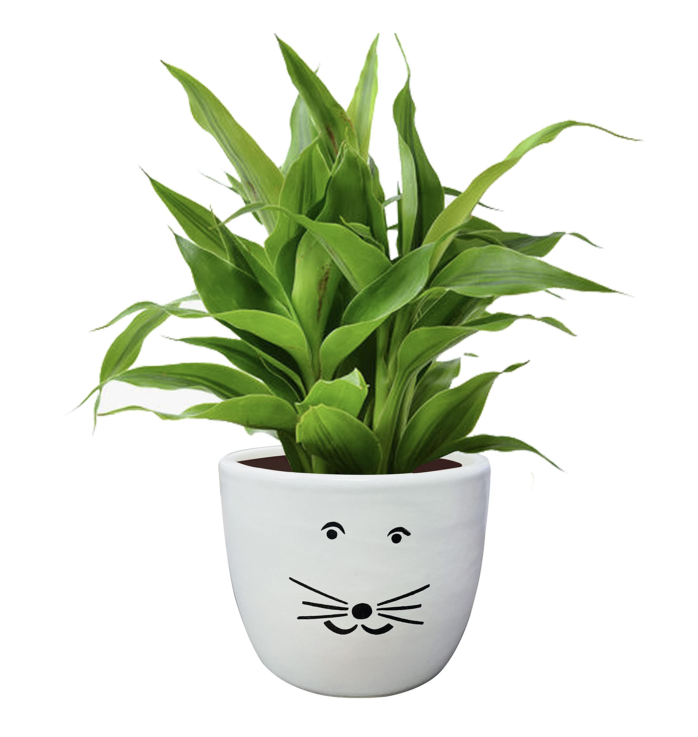 JRM Cute Panda Shape Succulent Ceramic Flower Pot Planters for Indoor Plants, Mini Panda Flower Ceramic Pots (Plant Not Included) (White) (Kitty) (B0B8DKBWN8) Amazon Price History, Amazon Price Tracker