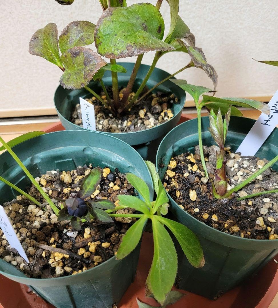 カネボウ MLB ピンバッジ 第二弾 25個 カネボウ MLB ピンバッジ 第二弾 25個 カネボウ MLB ピンバッジ 第二弾