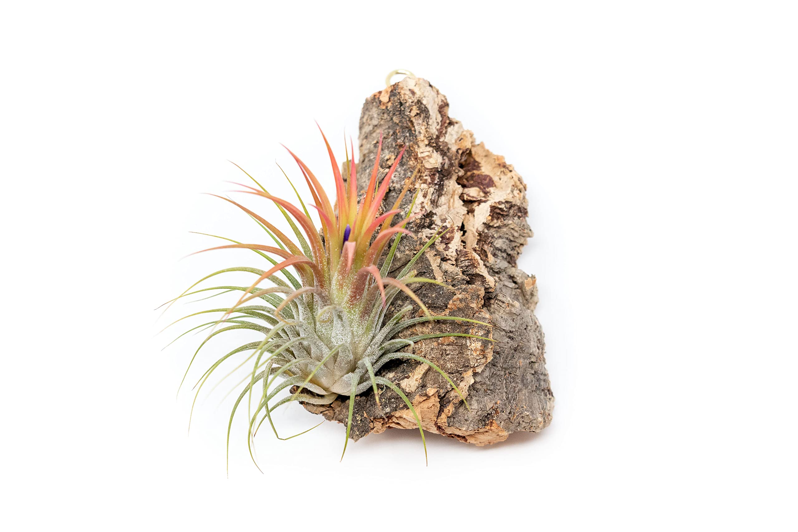 Air Plant Shop Fully Assembled Air Plant Cork Bark Displays - Wholesale and Bulk - Succulents - Live Tillandsia - Easy Care Indoor and Outdoor House Plants (Chunk)