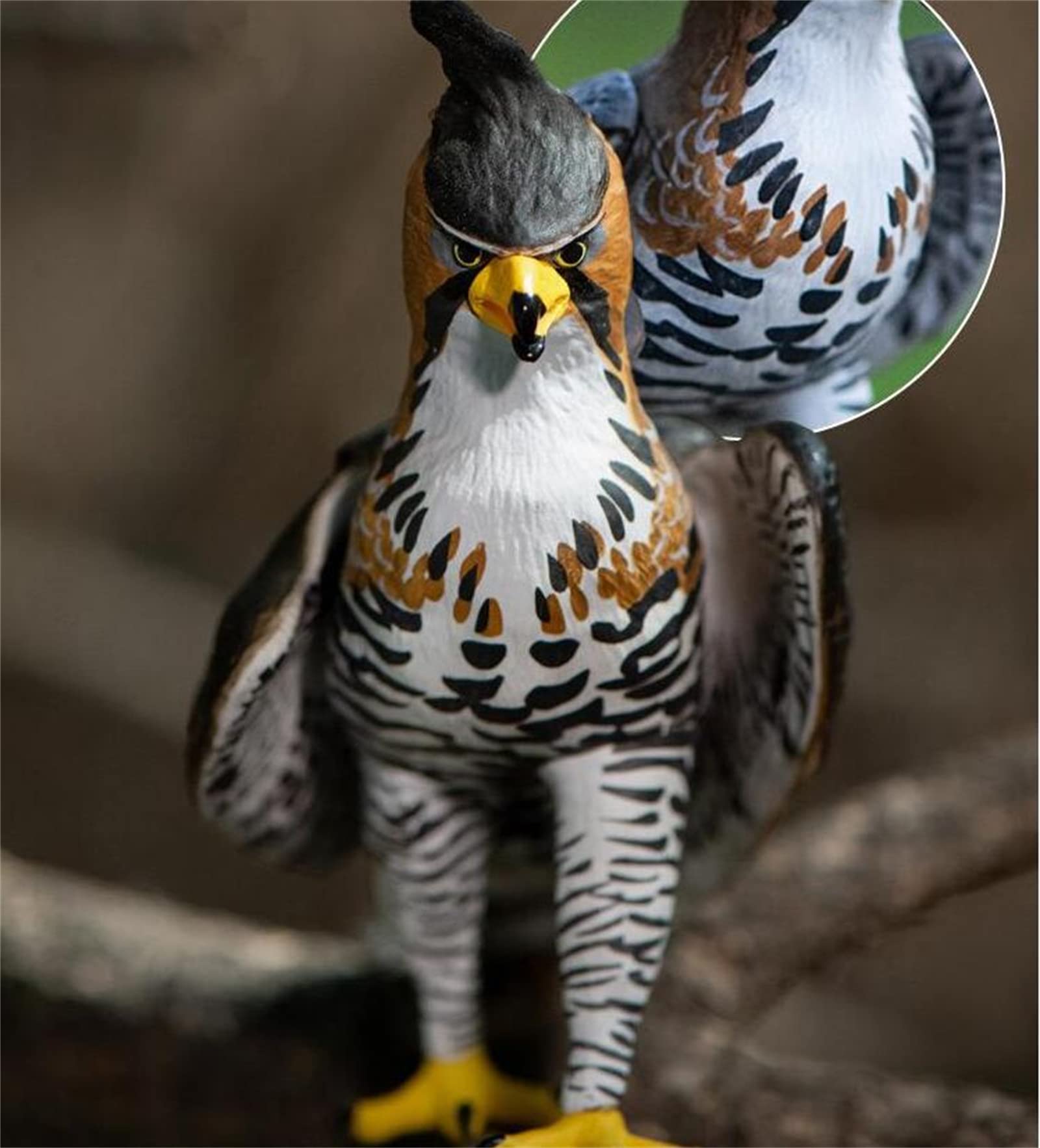 Amazon | NATURALISM 鷲 鷹 鵰 タカ目 タカ科 鳥 野生動物