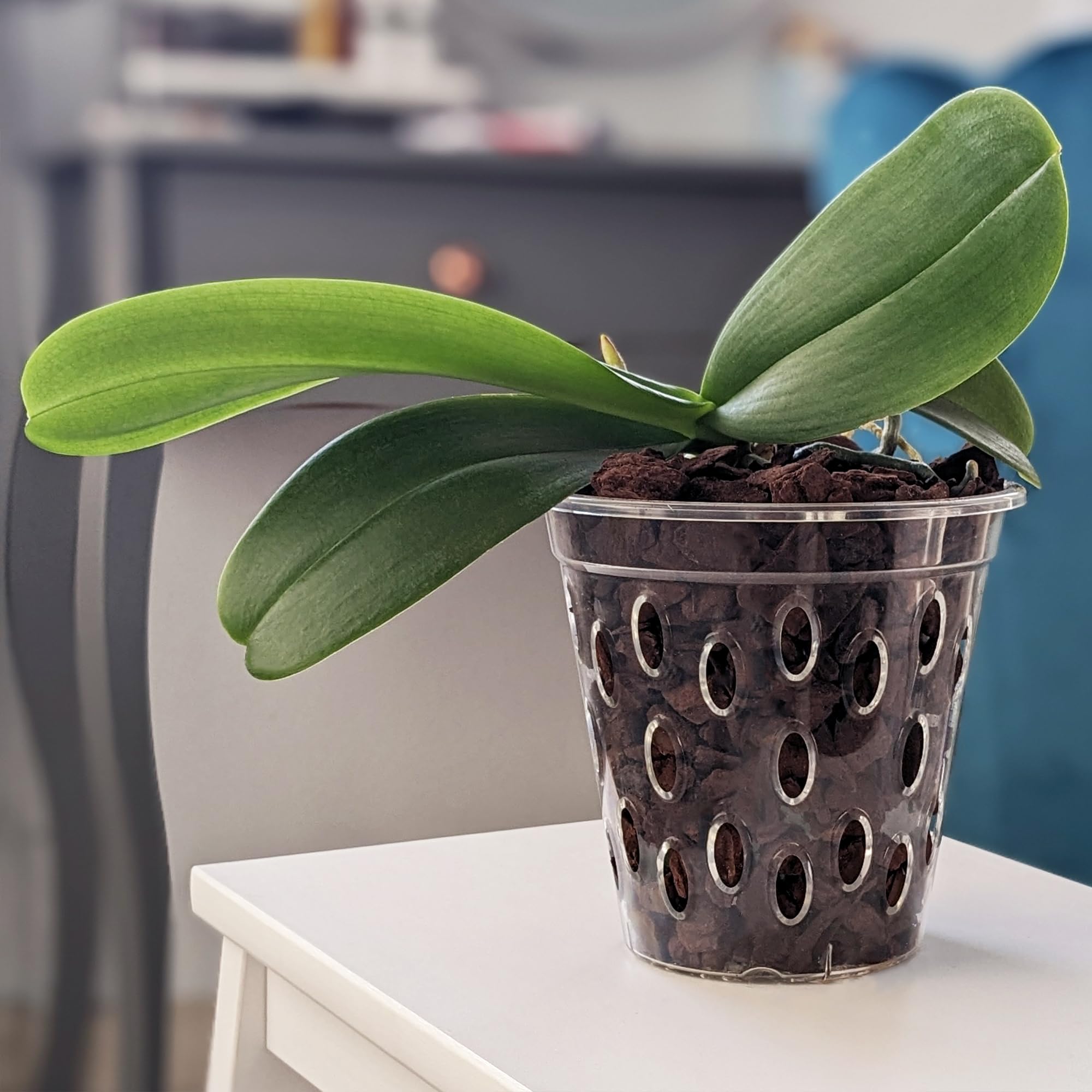 Vaso per fiori in polipropilene trasparente, con fori