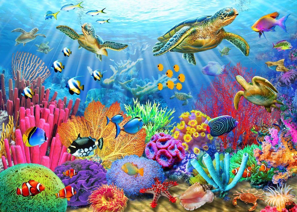 Amazon.com: Posterazzi Turtle Coral Reef Poster Print by Adrian Amazon.com: Posterazzi Turtle Coral Reef Poster Print by Adrian