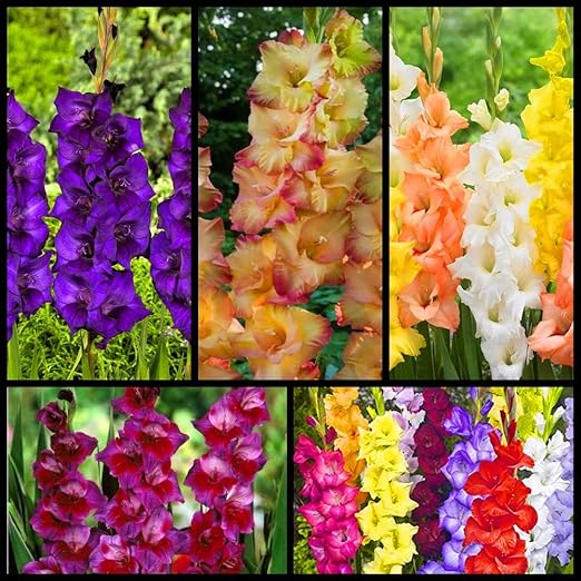 Amazon 絶妙な生きている緑の植物 植え付けに適したグラジオラス球根 切り花 庭の装飾 美しいガーデニング 7球根 A 球根 Amazon 絶妙な生きている緑の植物 植え付けに適したグラジオラス球根 切り花 庭の装飾 美しいガーデニング 7球根 A 球根