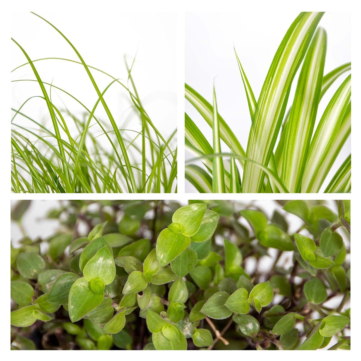 Bloomique - Lot de 6 - Plantes sans danger pour les animaux - Chlorophytum, Cyperus, Callisia - Plantes d’intérieur - Hauteur 20-30 cm - Panier en jonc de mer 12 cm