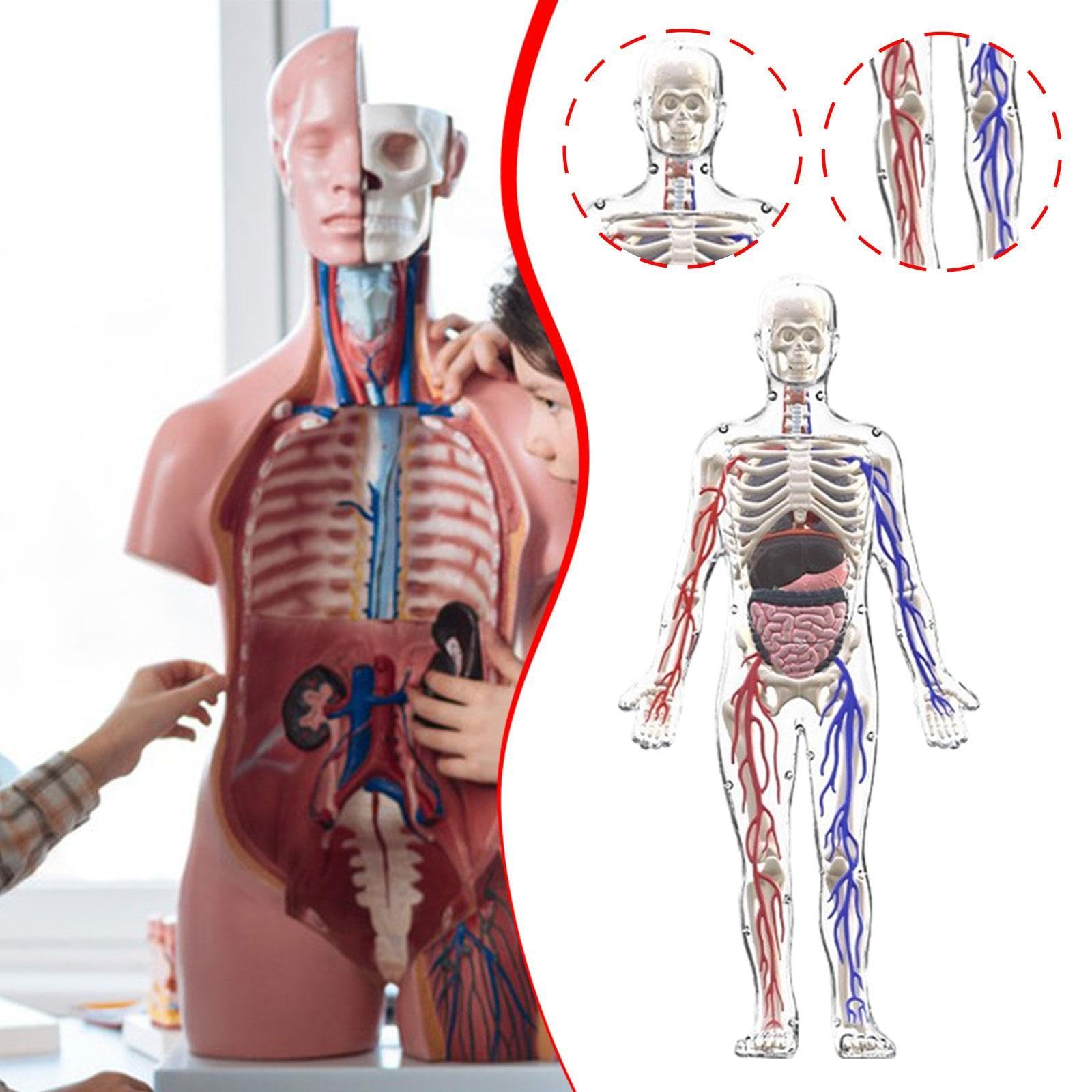 MagiDeal Kits de Modelos de Esqueleto del Cuerpo Humano, Herramientas de Estudio, ensamblaje, Kit científico Interactivo, Modelo de anatomía para niños de 8