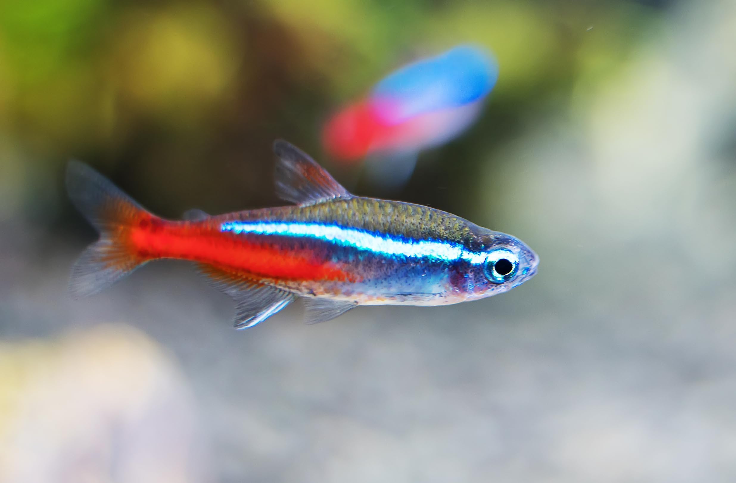 10 Neon Tetra (Paracheirodon innesi) Freshwater Aquarium Fish Live (Approx. Size 1.5 cm) (1-2cm, 10, Count)