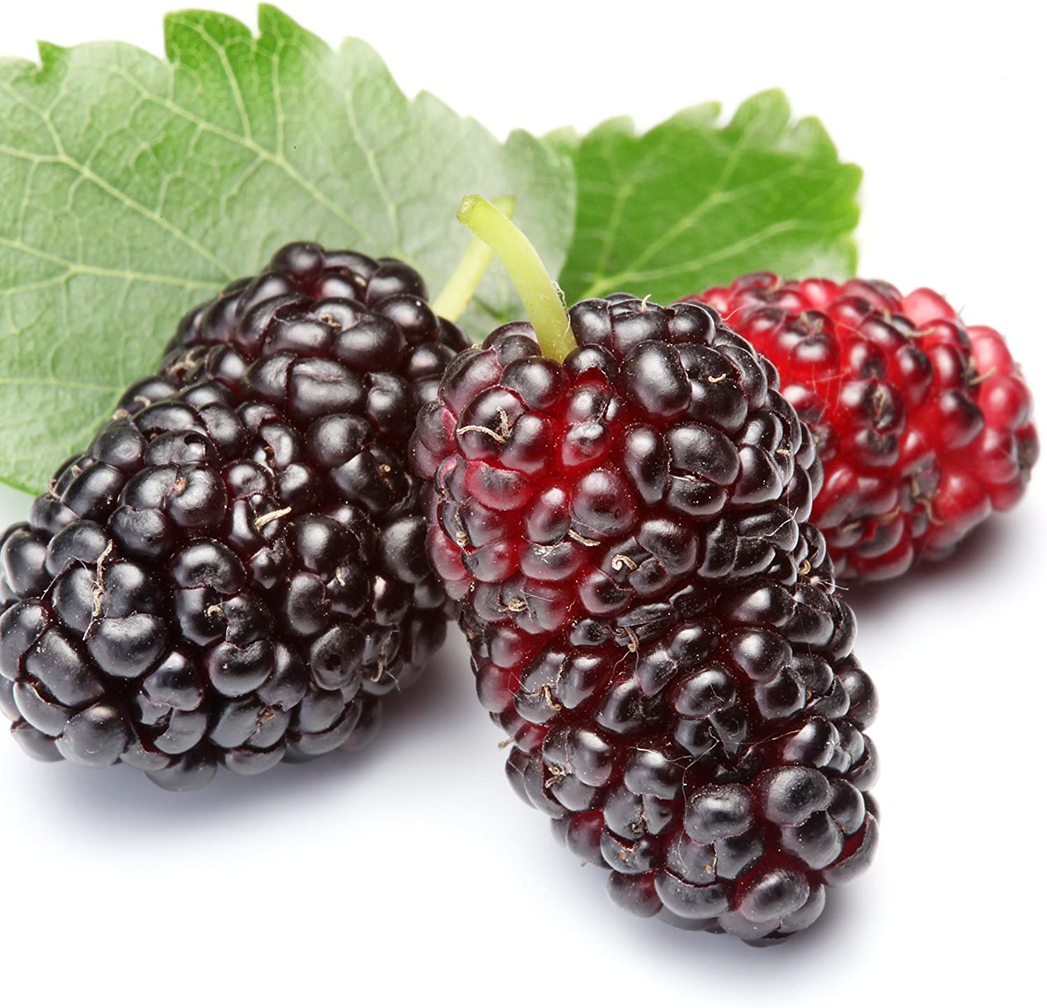 Dwarf Everbearing Black Mulberry Tree (1-Pack) by Wellspring Gardens