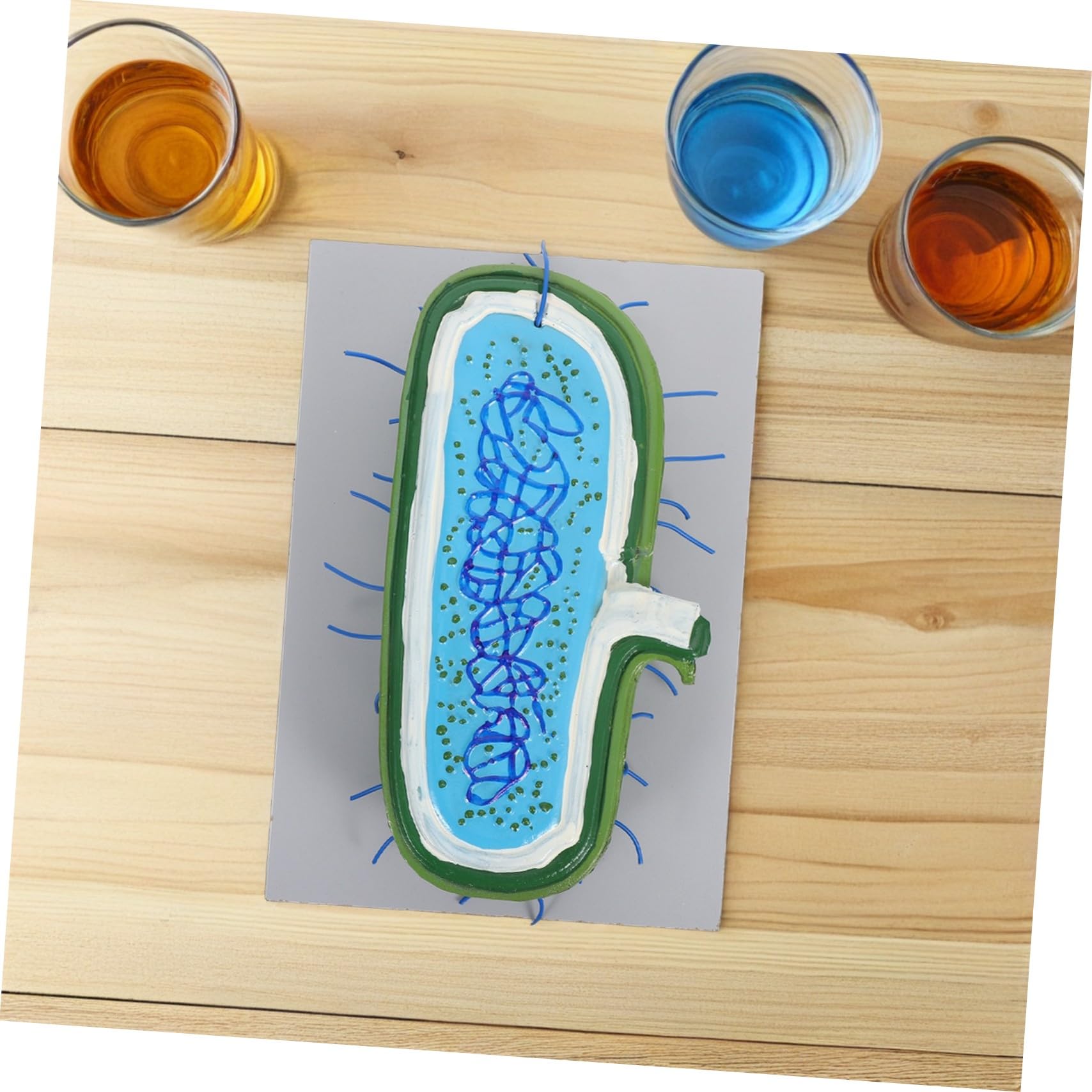 LIFKOME Zellmodell für Schüler Unterrichtsmodell Anatomisches Modell mit Kernmodell und Organellen Lernspielzeug für Biologie