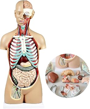 Torso Mannequin, 17-Part genderless Human Torso, Backless to Reveal Muscle Layers, Vertebral volumes, Nerve Branches, Neck Anatomy Showing Muscle, Nerve, Blood Vessel and glandular Structures