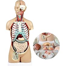 Torso Mannequin, 17-Part genderless Human Torso, Backless to Reveal Muscle Layers, Vertebral volumes, Nerve Branches, Neck Anatomy Showing Muscle, Nerve, Blood Vessel and glandular Structures