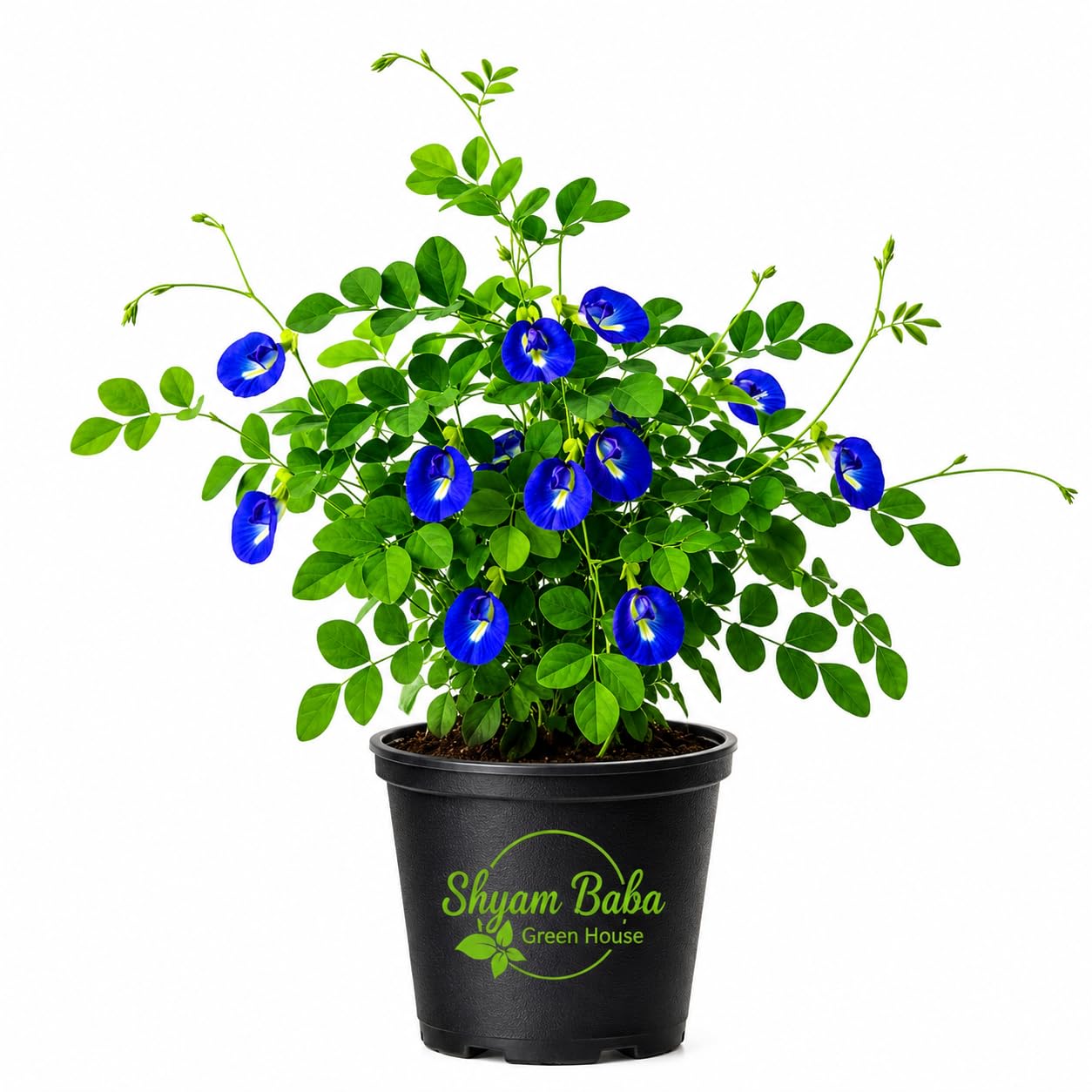Live Blue Aprajita Butterfly Pea Plant with Blue Flowers, Live Potted Climbing Vine, Garden Decor, Outdoor Plant in With Plastic Pot-image-21