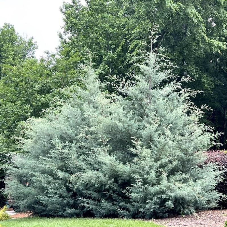 20 Carolina Sapphire Arizona Cypress Trees - 6-12" Tall Live Plants - Blue Cypress Evergreen Starter Plants - Cupressus arizonica VAR. glabra 'Carolina Sapphire' - (20 Pack)